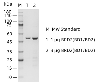 BRD2(BD1&BD2)-1.png