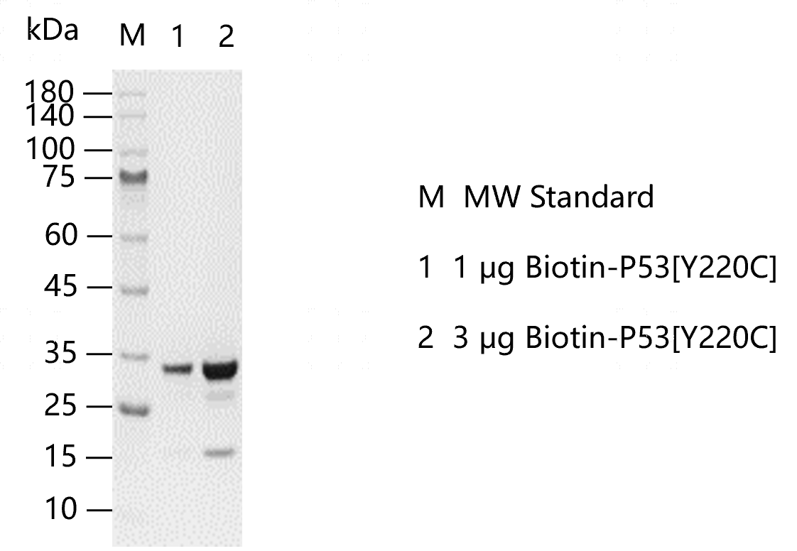 M140410011-Biotin-P53[Y220C].png