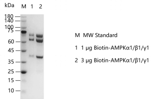 G140808011-Biotin-AMPKα1β1γ1.png