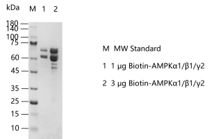 G140828021-Biotin-AMPKα1β1γ2.png