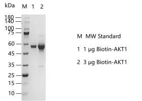 K140828011-Biotin-AKT1.png