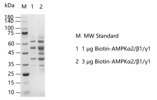 K140909011-Biotin-AMPKα2β1γ1.png