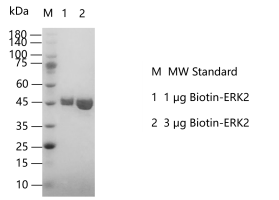 K140816031-Biotin-ERK2.png