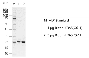 D140514021-Biotin-KRAS[Q61L].png