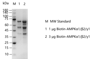 K140812011-Biotin-AMPKα1β2γ1.png