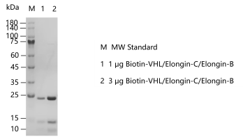 A140814011-Biotin-VHLElongin-CElongin-B.