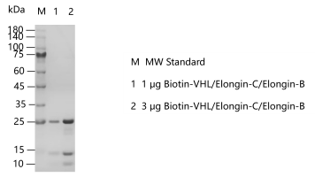 A140814021-Biotin-VHLElongin-CElongin-B.