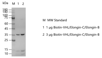 A140816011-Biotin-VHLElongin-CElongin-B.