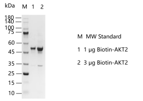 K140919011-Biotin-AKT2.png