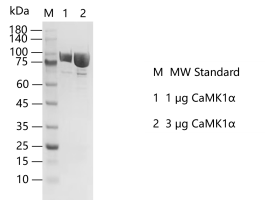 G141016011-CaMK1α.png