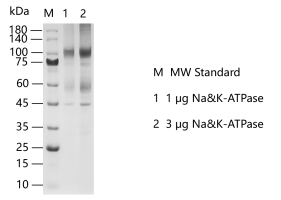 M140902012-Na&K-ATPase.png