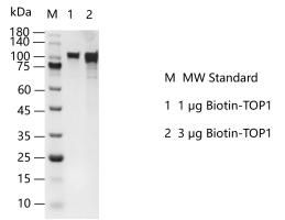 K140624011-Biotin-TOP1.png