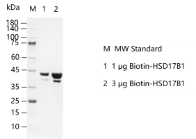 D140408022-Biotin-HSD17B1.png