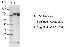 K141017011-Biotin-CUL3RBX2.png