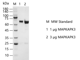 G140605021-MAPKAPK3.png