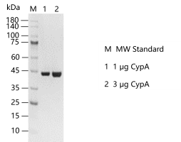 D140510011 -CypA.png