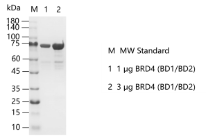 A141025021-BRD4 (BD1BD2).png