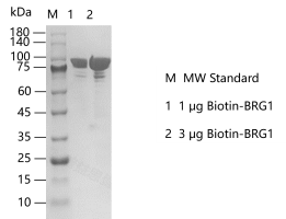 G141231011-Biotin-BRG1.png
