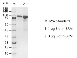 G141217022-Biotin-BRM.png