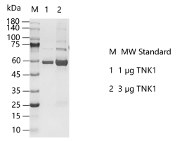 G141204021-TNK1.png