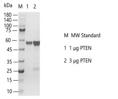 PTEN-A141226021.png
