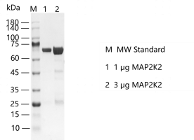 MAP2K2-K14113011.png