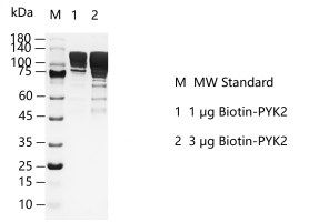 G141128011-Biotin-PYK2.png