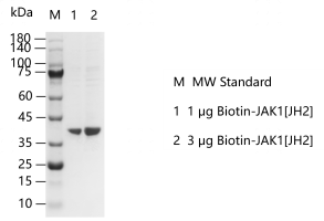 K150311011-Biotin-JAK1[JH2].png