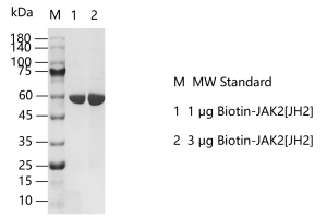 G150313011-Biotin-JAK2[JH2].png