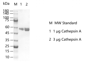 K150403014-Cathepsin A.png