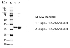 G150523011-EGFR[C797S L858R].png