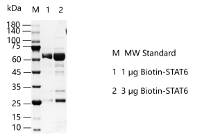 M150523022 -Biotin-STAT6.png