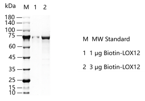 K150709011-Biotin-LOX12.png