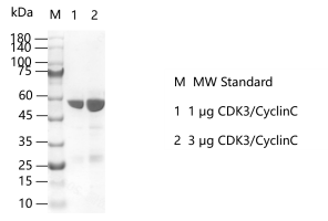 G150326023-CDK3 CyclinC.png