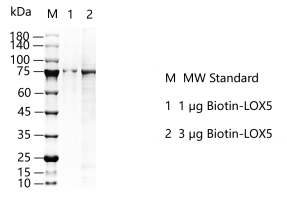 K150708011-Biotin-LOX5.png