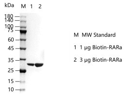 G150725011-Biotin-RARa.png