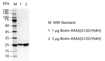 M150612021-Biotin-KRAS[G12D Y64H].png
