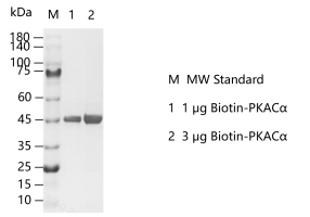 K150403011-Biotin-PKACα.png