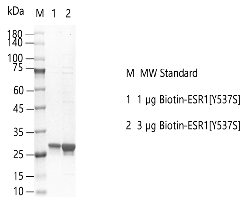 M150828021-Biotin-ESR1[Y537S].png