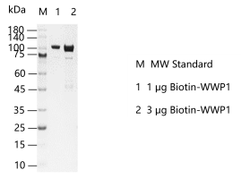 A140514021-Biotin-WWP1.png