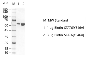 K150825011-Biotin-STAT6[Y546A].png