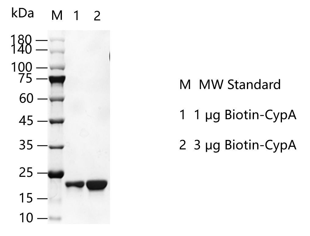 K150704012-Biotin-CypA.png