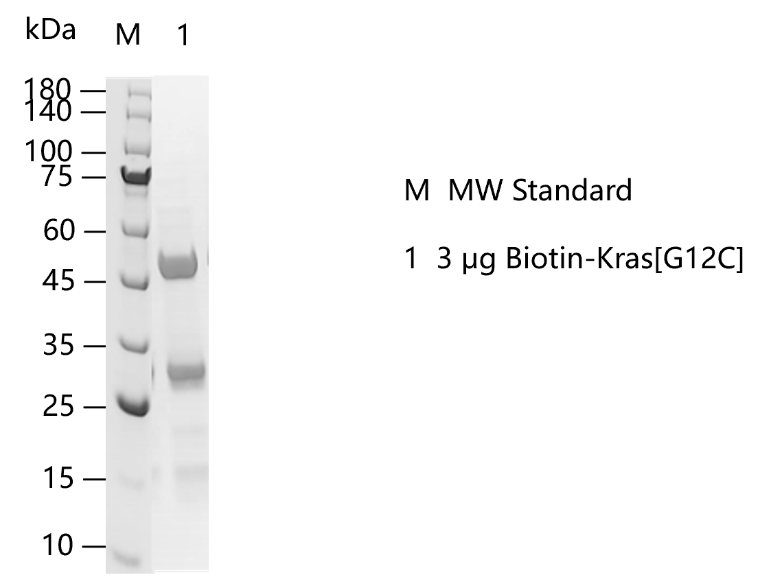M140711011-Biotin-Kras[G12C].png