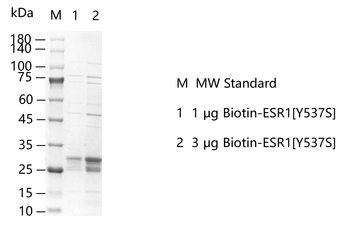 M150828011-Biotin-ESR1[Y537S].png