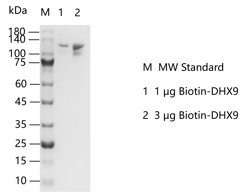 G150227011-Biotin-DHX9.png