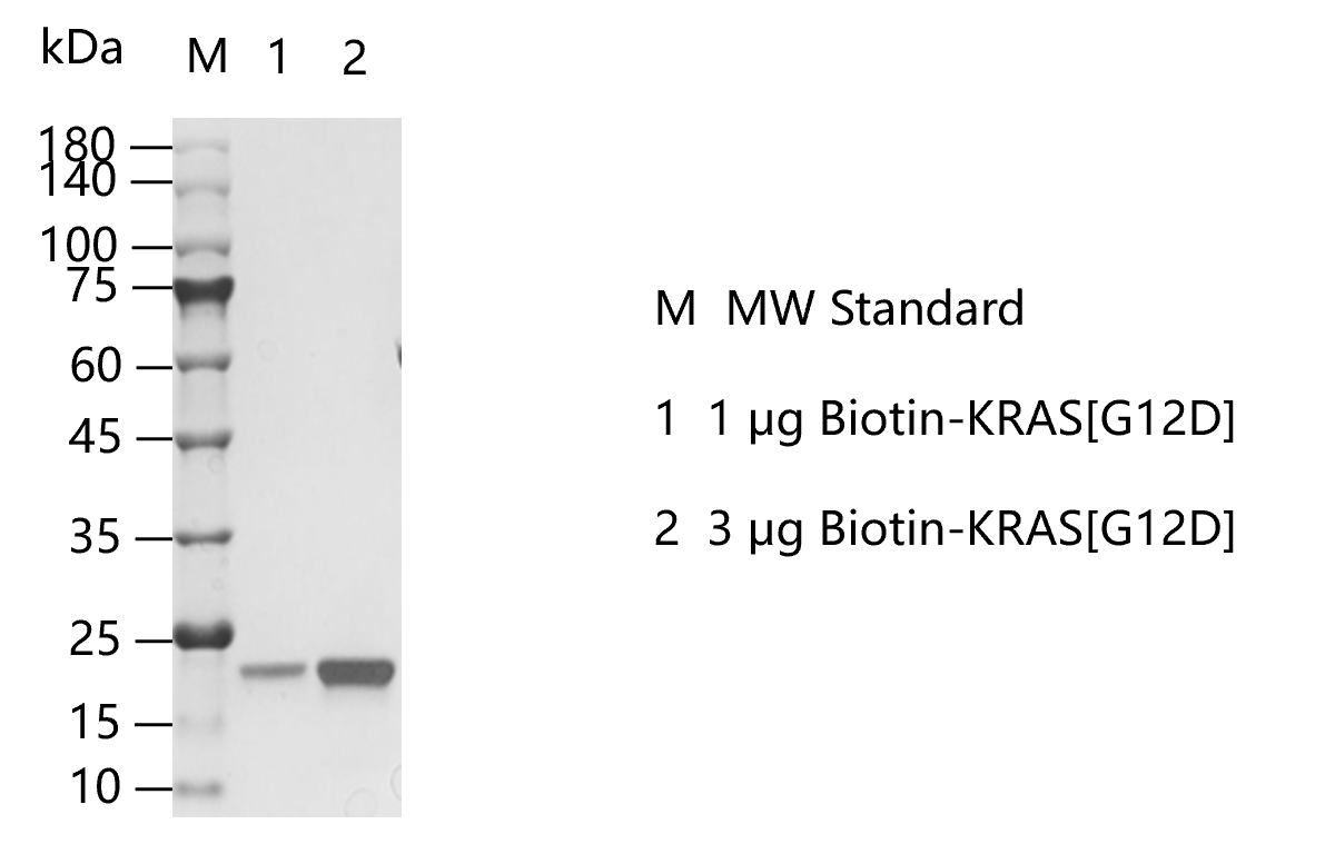 M150424011-Biotin-KRAS[G12D].png