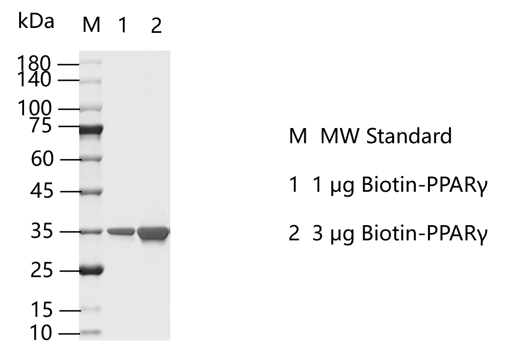 M150903021-Biotin-PPARγ.png