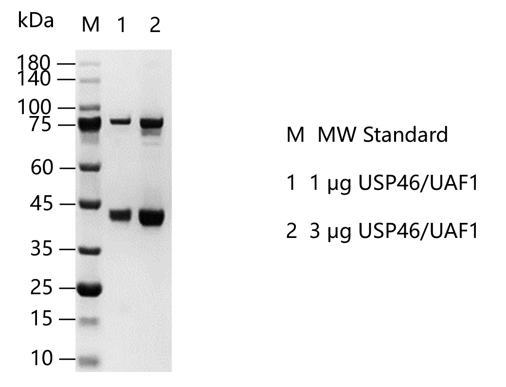 G140102021-USP46 UAF1.png