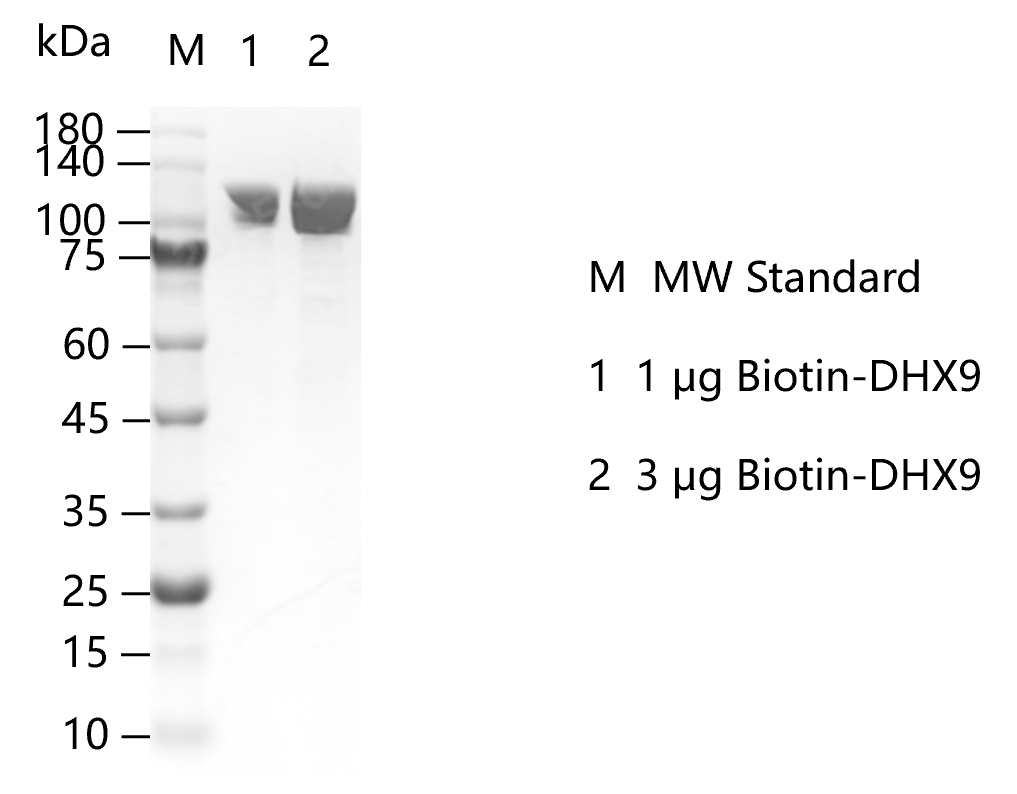 G150311011-Biotin-DHX9.png