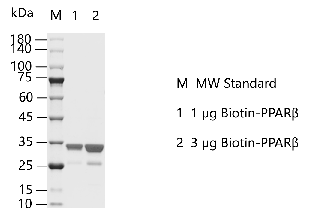 M150903011-Biotin-PPARβ.png